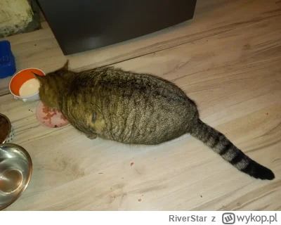 RiverStar - #pokazkota #koty

Się udławi jeszcze. Zachowuje się jakby tydzień nie jad...