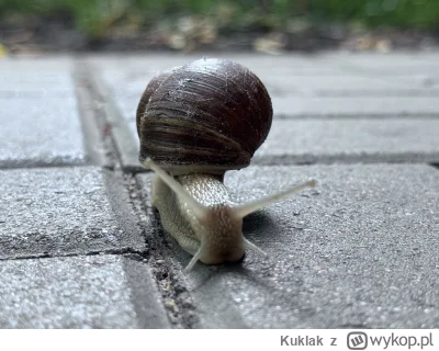 Kuklak - @Van-der-Ledre: mój z tego tygodnia