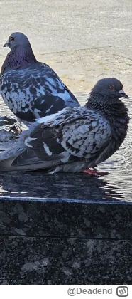 Deadend - Gołomp
#zwierzaczki