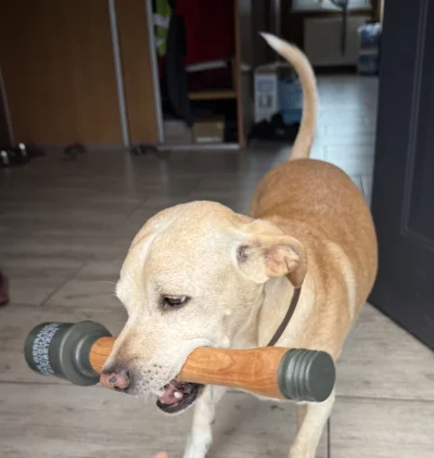 XXXBorisGromow24cmXXX - Niby kundelek a marzy mu sie czysta rasowo europa #pokazpsa #...