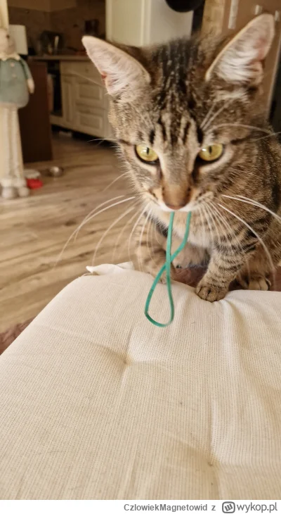 CzlowiekMagnetowid - Kotki to najlepsze zwierzęta domowe w historii świata.
Walić zab...