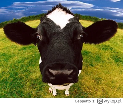 Geppetto - #rolnikszukazony zdjęcie z krowa, wygrałaś