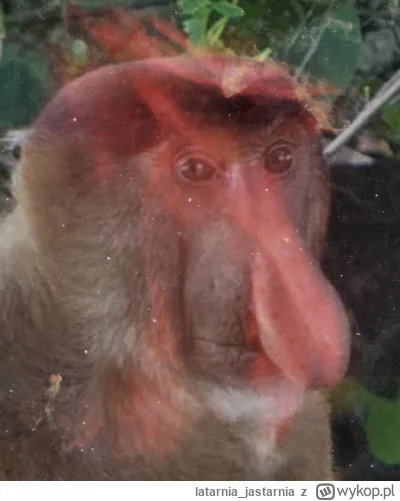 latarnia_jastarnia - @ISSTrackerPL: Pjoter jestem galaktykom #nosaczsundajski