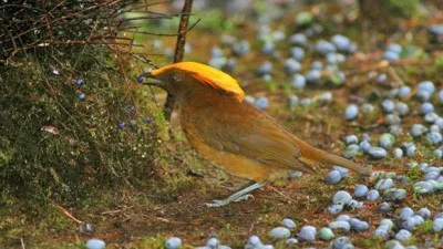 Loskamilos1 - Amblyornis flavifrons(ogrodnik złotoczuby), gatunek z rodziny altannikó...