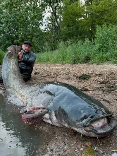 Boxcutter - Tak zwany olimpijczyk