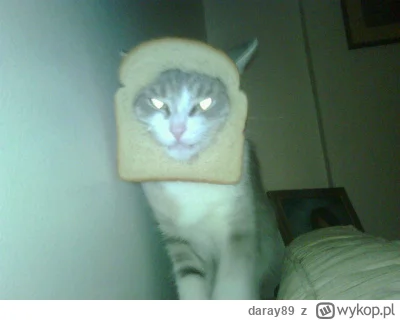 daray89 - #codziennykotopetany #dziwnekotki