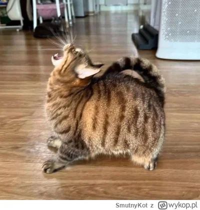 SmutnyKot - #dziwnekotki