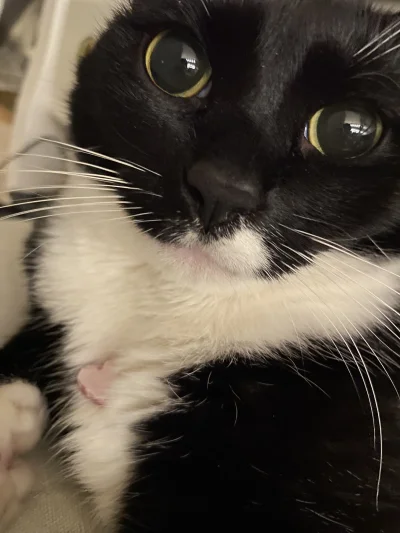 straszny_cham - #pokazkota #kotek