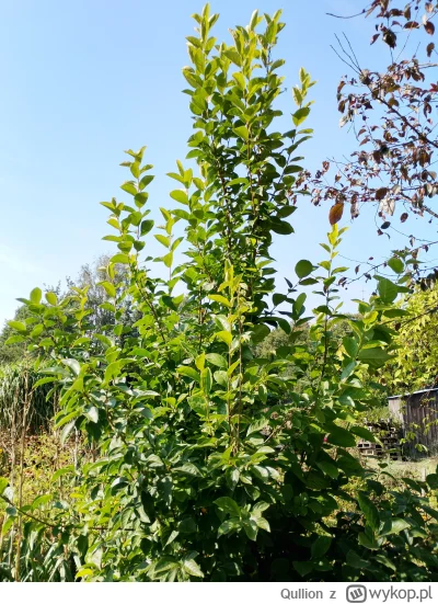 Qullion - #ogrodnictwo Ostatni ciepły dzień lata, super pogoda, 27 st. Fajnie było sk...