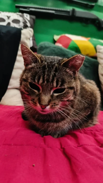 WLADCA_MALP - #pokazkota #zdjeciatarzana