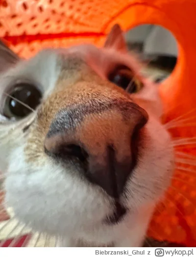 Biebrzanski_Ghul - Halo, a co tu się scrolluje? Wyskakuj ze zdjęcia swojego kota, ino...