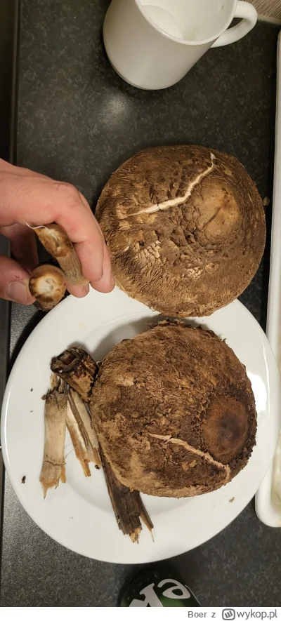 Boer - Kania czubajka czy czubajnik ponury?

#Grzyby #grzybobranie