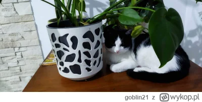 goblin21 - Cholera. Kotka mi się pokiereszowała.
Nie wracała do domu to wyszedłem jej...