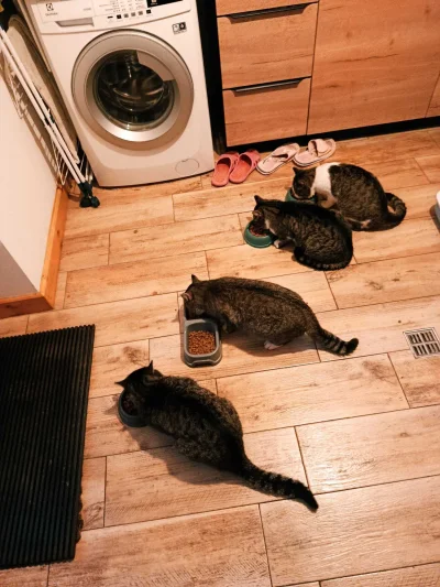 corsa900 - "Omnomnom"