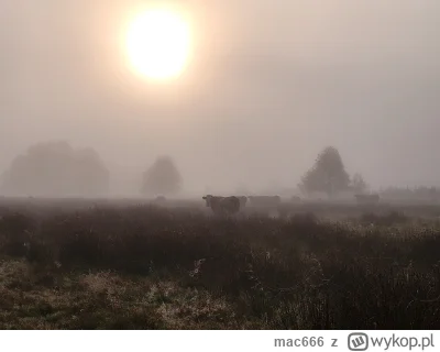 mac666 - Normalnie nie wytrzymie. Człowiek sobie spokojnie #grzyby zbiera a tu takie ...