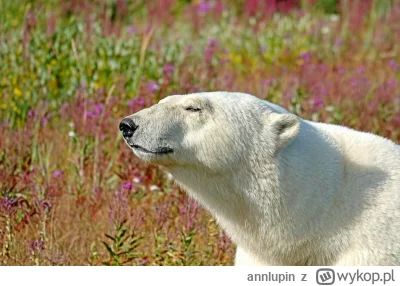 annlupin - słoneczko już świeci to na mnie pora dobranoc albo miłego dnia dla was