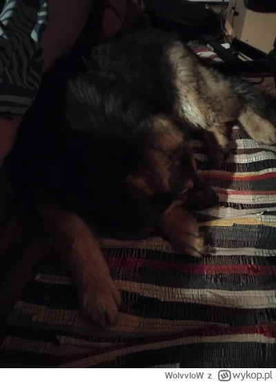 WolvvloW - @Winatuska Bryzia, lat 8 już 
ale nie widać po niej