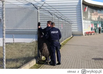 olmaz - https://tvn24.pl/lublin/swidnik-strus-spacerowal-przy-lotnisku-zostal-schwyta...