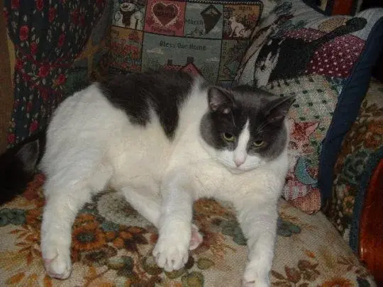 PetalMind - Boże musk oddawaj mi miejsce do wyzywania ludzi!!! Oszaleje no oszaleje