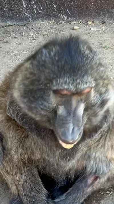 Moczymorda77 - @AGRESYWNA_PACHA: Sukcesy ? 🤣