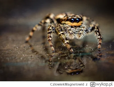 CzlowiekMagnetowid - To uczucie gdy jesteś pająkiem i Polacy nazwali Cię rozciągnik m...