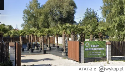 ATAT-2 - Kij z tujami, znalazłem pomysł na swoją działkę ( ͡° ͜ʖ ͡°) Miami style

#bu...