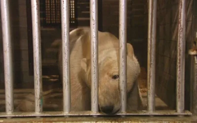 dodi-lukebakio - #f1 #codziennyolliebearman

Biedny Ollie, muszę go uwolnić