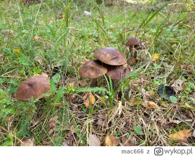 mac666 - Znalezione na środku ścieżki, a w lesie tylko huba xD

#grzyby