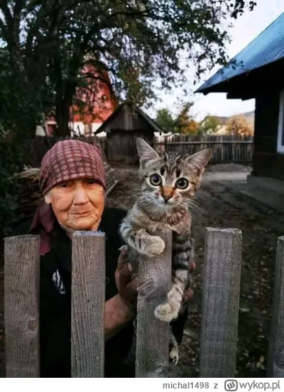 michal1498 - #koty