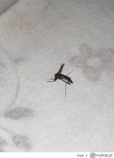 logx - Ej vikop, czy to jest komar tygrysi? #owady #komary