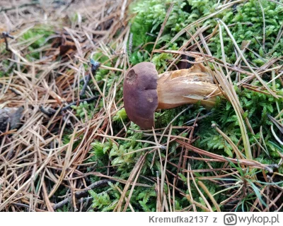 Kremufka2137 - @Kremufka2137 i podgrzybek który już był tak zmęczony, że aż się położ...