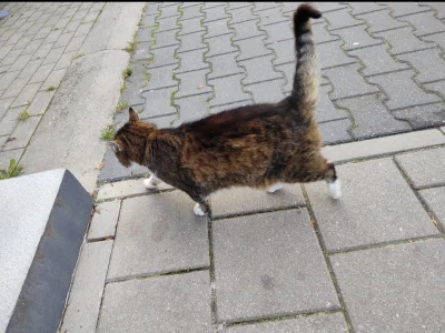 RitmoXL - @RitmoXL: Bonus