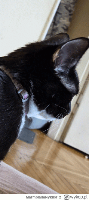 MarmoladaNykilor - #kot #pchelkafanclub pspspsps