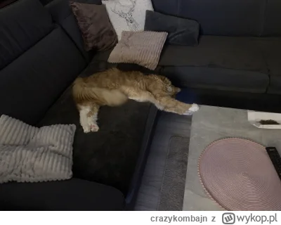 crazykombajn - @TypowyBolek: Nie gadaj tylko pomóż mi z tym stołem ! #koty