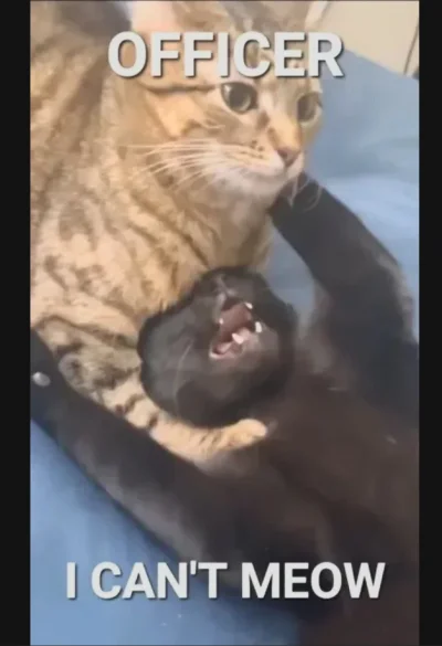 Atreyu - #pasjonaciubogiegozartu #czarnyhumor #koty #kitku