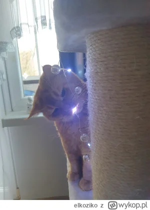 elkoziko - #pokazkota