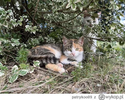patrykoo09 - Wierzcie mi lub nie, ale na tym zdjęciu są dwa koteły

#pokazkota