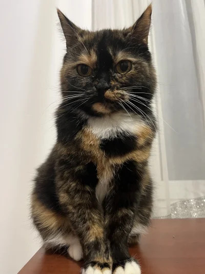 Soczysty_ - Dzień dobry 👋 
Ma 15 lat 😀
#polazkota