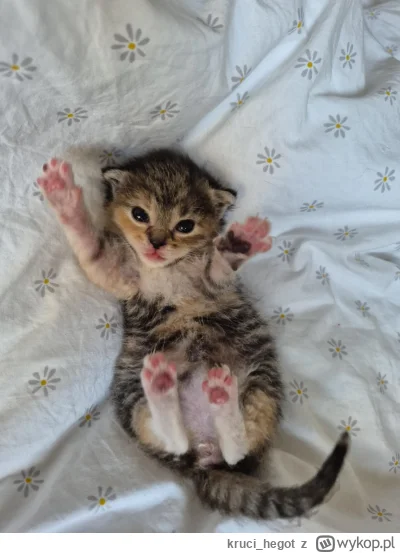 kruci_hegot - #pokazkota #suziq
rozpoczynamy długi weekend