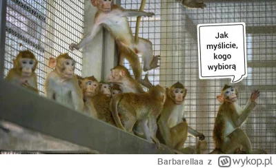 Barbarellaa - #hotelparadise mi się ich ogląda jak małpy w zoo