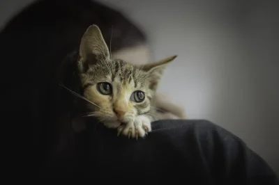 woote - @schroniskowekotki: o panie, widze materiał na współpracę( ͡° ͜ʖ ͡°)