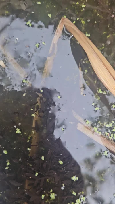 isomalta - Kontynuacja tego wpisu: kijanki przejmują oczko wodne. Widziałam kilka dni...