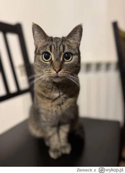 Ziemeck - Ile plusów dostanie kotek przygarnięty z Bieszczad? #pokazkota