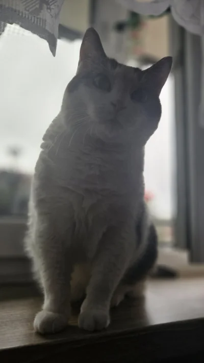 Solsith - #pokazkota #spaslak jednak p----i człowiek( ͡° ʖ̯ ͡°)