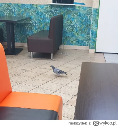 ruskizydek - Dzisiaj w kebabie był taki oto klient
#kebab #golomp #olsztyn