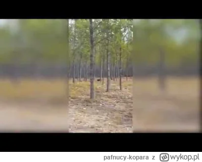 pafnucy-kopara - @MiniKierownik: