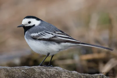 Lifelike - Pliszka siwa (Motacilla alba)
Głos
Autor
#photoexplorer #fotografia #ornit...