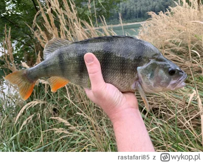 rastafari85 - @_______________________ to sandacz, okoń jest szerszy, ma wyrazistsze ...