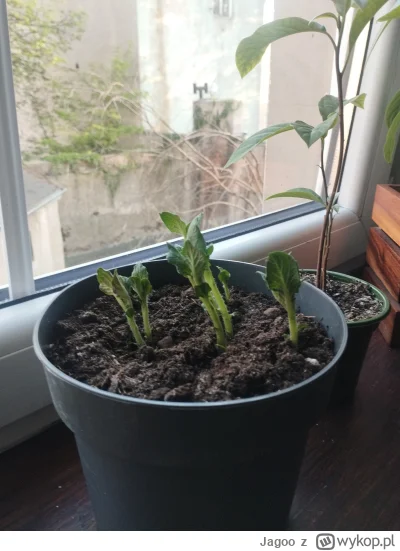 Jagoo - Rośliniara zasadziła ziemniaki na parapecie ❤️

#ziemniaki #rosliny