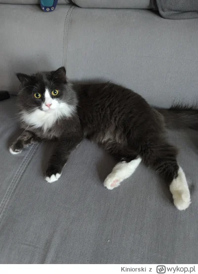 Kiniorski - Mały bydlak 🤩